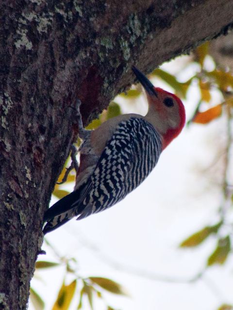 Red-bellied Woodpecker